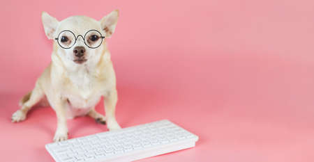 Portrait of brown Chihuahua dog wearing eye glasses,  sitting with computer keyboard on pink background. Dog working on computer.の写真素材
