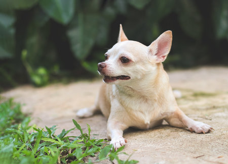 Portrait  of a cute brown short hair chihuahua dog lying down on cement floor in the garden, looking curiously.の写真素材