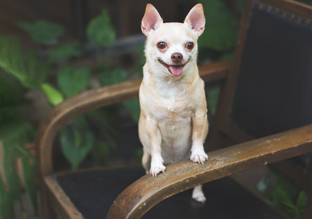 Portrait  of fat brown short hair  Chihuahua dog stadning  on black vintage armchair in the garden,  smiling and looking at camera.の写真素材