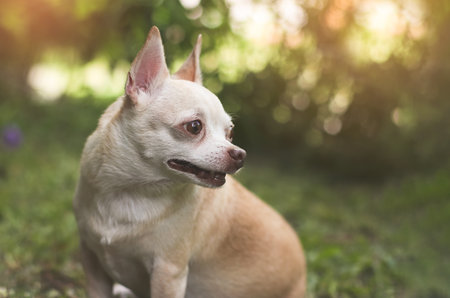 Portrait  of  cute brown short hair chihuahua dog sitting  on green grass in the garden,looking back curiously.の写真素材