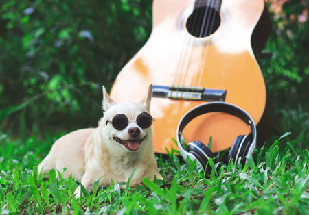 Portrait of happy brown short hair chihuahua dog wearing sunglasses lying down  with acoustic guitar and headphones on green grass in the garden, smiling with his tongue outの写真素材