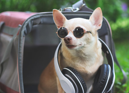 Close up image  of brown chihuahua dog wearing sunglasses and headphones around neck sitting  in pink fabric traveler pet carrier bag on green grass in the garden, ready to travel. Safe travel with animals.の写真素材