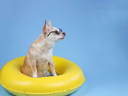 Portrait of  brown short hair chihuahua dog wearing sunglasses, sitting  in yellow swimming ring  isolated on blue background, looking up at copy space.の写真素材