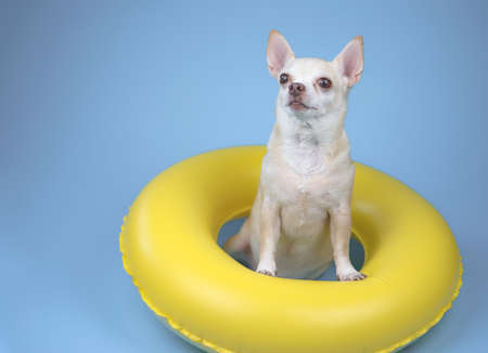 Portrait  of a cute brown short hair chihuahua dog  sitting in yellow  swimming ring, isolated on blue background.の写真素材