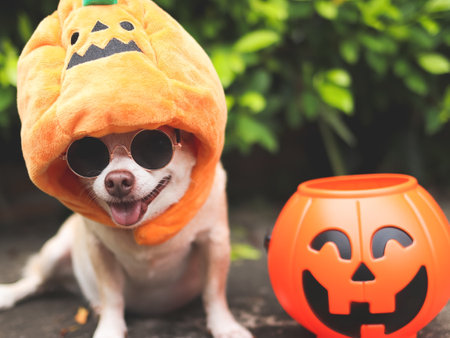 Close up image of brown  short hair  Chihuahua dog wearing sunglasses and Halloween pumpkin hat sitting on cement floor and  green leaves background with  plastic halloween pumpkin basket.の写真素材
