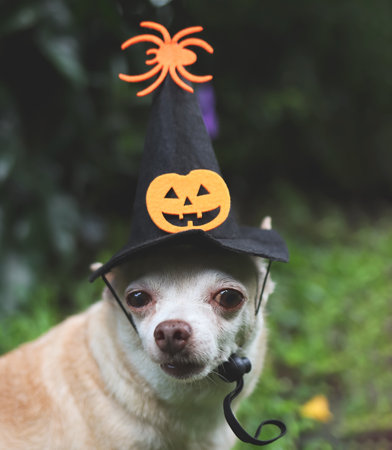 Close up image  of  brown  short hair  Chihuahua dog wearing Halloween witch hat decorated with...