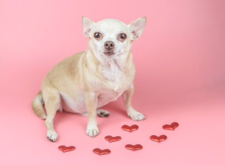 Portrait of brown short hair f Chihuahua dog looking at camera, sitting on pink background with red glitter hearts. Dog lover and valentine's day concept.の写真素材