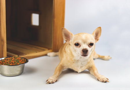 Portrait of brown  short hair  Chihuahua dog lying down in  front of wooden dog house with food bowl, looking at camera, isolated on white background.の写真素材
