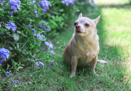 Portrait of brown  short hair  Chihuahua dog sitting on green grass in the garden, smelling purple flowers.の写真素材