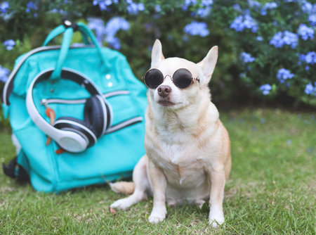 Portrait  of  brown  chihuahua dog wearing sunglasses and headphones around neck  sitting  with  backpack  in the garden with purple flowers. travelling  with animal concept.の写真素材