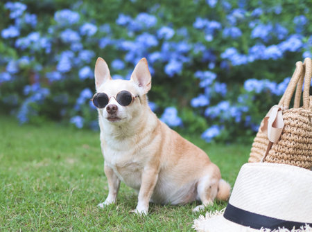 Portrait of brown chihuahua dog wearing sunglasses  sitting  with straw bag and hat on  green grass in the garden with purple flowers. Safe travel with animals.の写真素材