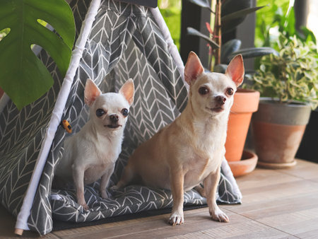 Portrait of Two different size Chihuahua dogs sitting in gray teepee tent with blank name tag between house plant pot in balcony, looking at camera.の写真素材