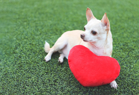 Portrait of brown Chihuahua dog lying down  with red heart shape pillow on green grass,  looking away. Valentine's day concept.の写真素材