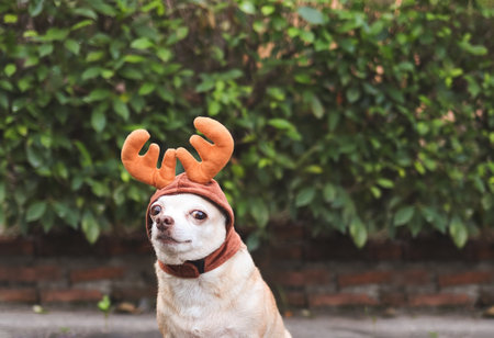 Close up image of brown short hair Chihuahua dog wearing reindeer horn hat, sitting on cement floor with green plants background with copy space. Christmas and New year celebration.の写真素材