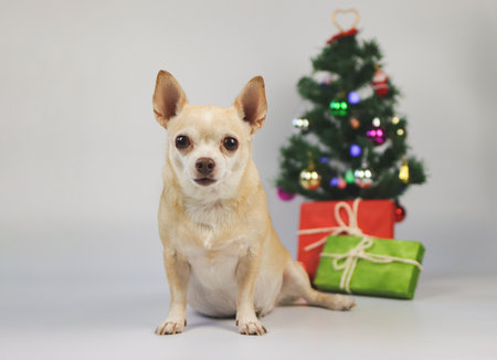 Portrait of brown short hair chihuahua dog sitting on white background with Christmas tree and red and green gift boxes.の写真素材