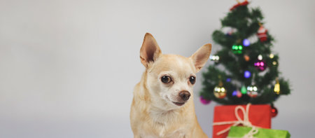 Close up image of brown short hair chihuahua dog sitting on white background with Christmas tree and red and green gift box. Copy space.の写真素材