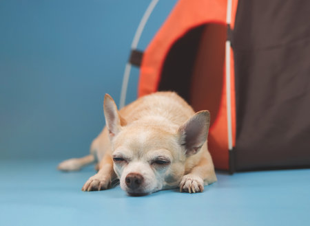 Portrait of Sleepy brown short hair Chihuahua dog lying down  in front of orange camping tent on blue background, looking at camera. Pet travel concept.の写真素材