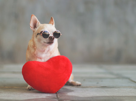 Portrait of brown short hair Chihuahua dog wearing sunglasses  sitting  with red heart shape pillow on blurred tile floor and  cement wall Valentine's day concept.の写真素材
