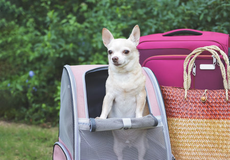 Portrait of brown short hair chihuahua dog standing  in pet carrier backpack on green grass with travel accessories, pink luggage and  woven bag.の写真素材