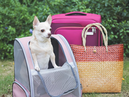 Portrait of brown short hair chihuahua dog standing  in pet carrier backpack on green grass with travel accessories, pink luggage and  woven bag.の写真素材