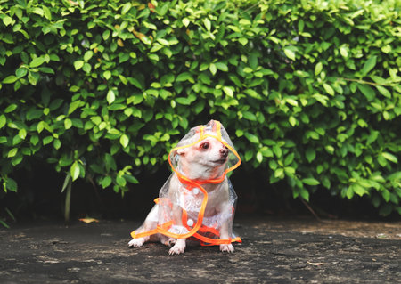 Portrait of brown short hair chihuahua dog wearing rain coat hood sitting  on cement floor  in the garden, looking away.の写真素材