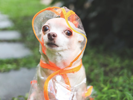 Portrait of brown short hair chihuahua dog wearing rain coat hood sitting in the garden.の写真素材