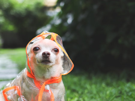Portrait of brown short hair chihuahua dog wearing rain coat hood sitting in the garden.の写真素材