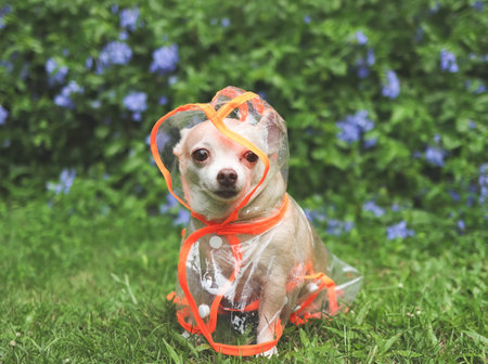 Portrait of brown short hair chihuahua dog wearing rain coat hood sitting in the garden with green and purple flowers background, looking away.の写真素材