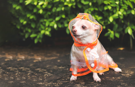 Portrait of brown short hair chihuahua dog wearing rain coat hood sitting  on cement floor  in the garden, looking away.の写真素材