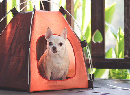 Portrait of brown short hair Chihuahua dog sitting inside orange camping tent on wooden floor, wooden fence with heart shape background, looking at camera. Pet travel concept.の写真素材