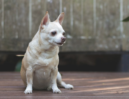 Portrait of brown short hair Chihuahua dog sitting on wooden floor with wooden wall background.の写真素材