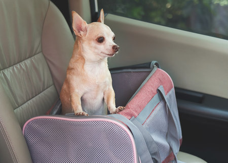 Portrait of brown chihuahua dog   standing in  traveler pet carrier bag in car seat, looking outside. Safe travel with animals.の写真素材