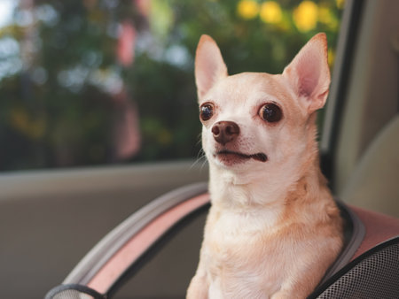 Close up image of happy brown short hair chihuahua dog standing in  pet carrier backpack with opened windows in car seat. Safe travel with pets concept.の写真素材