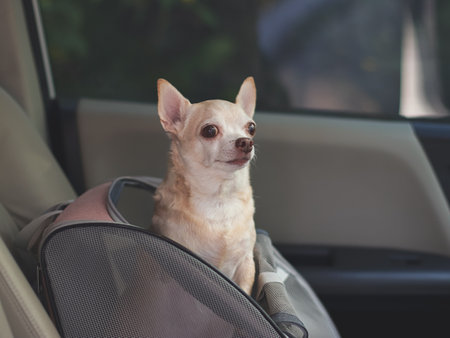 Portrait of happy brown short hair chihuahua dog standing in  pet carrier backpack with opened windows in car seat. Safe travel with pets concept.の写真素材