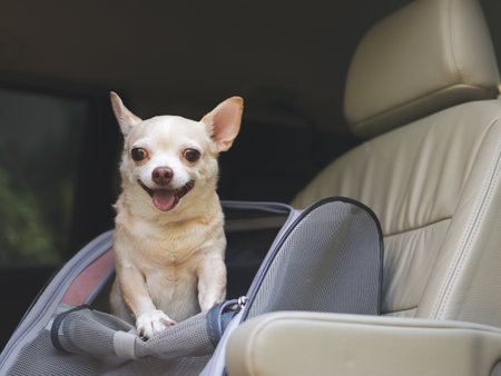Portrait of happy brown short hair chihuahua dog standing in  pet carrier backpack with opened windows in car seat. Safe travel with pets concept.の写真素材