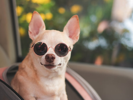 Portrait of brown short hair chihuahua dog wearing sunglasses  standing in  pet carrier backpack with opened windows in car seat. Safe travel with pets concept.の写真素材