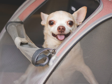 Portrait of happy brown short hair chihuahua dog sitting in  pet carrier backpack with opened windows in car seat. Safe travel with pets concept.の写真素材