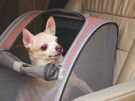 Portrait of happy brown short hair chihuahua dog sitting in  pet carrier backpack with opened windows in car seat. Safe travel with pets concept.の写真素材