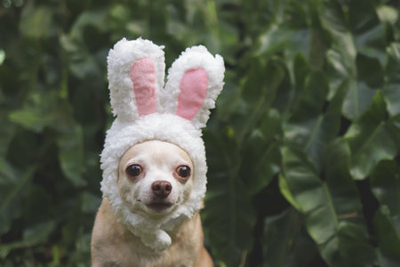 Portrait of Brown short hair Chihuahua dog dressed up with easter bunny costume headband sitting on  green grass in the garden, looking at camera.の写真素材