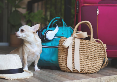 Portrait of brown short hair chihuahua dog sitting with woven bag, blue backpack , pink suitcase and straw hat. Travel with pets concept.の写真素材