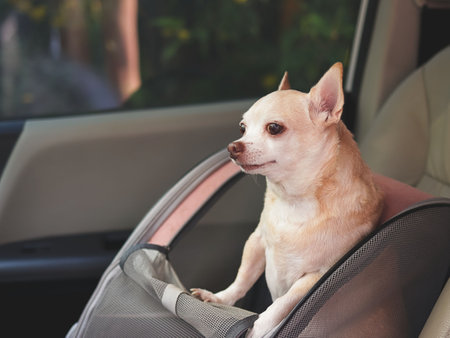 Portrait of happy brown short hair chihuahua dog standing in  pet carrier backpack with opened windows in car seat. Safe travel with pets concept.の写真素材