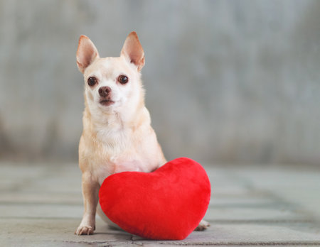Portrait of brown short hair Chihuahua dogs sitting  with red heart shape pillow on blurred tile floor and  cement wall Valentine's day concept.の写真素材