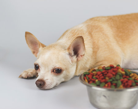 Front view image of brown Chihuahua dog lying down by the bowl of dog food and ignoring it. Sad or sick chihuahua dot get bored of food. pet's health and pet's behavior.の写真素材