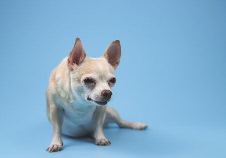 Portrait of brown short hair Chihuahua dogs sitting  on blue background, squint his eyes looking aside.の写真素材