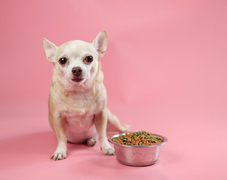 Portrait of healthy brown short hair  Chihuahua dog sitting with a bowl of dry dog food on pink background.の写真素材
