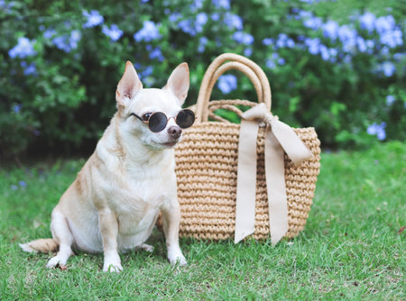 Portrait of brown chihuahua dog wearing sunglasses  sitting  with straw bag on  green grass in the garden, ready to travel. Safe travel with animals.の写真素材