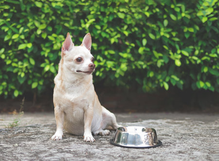 Portrait of Hungry chihuahua dog sitting on cement floor in the garden with empty dog food bowl, looking up to his owner asking for food.の写真素材
