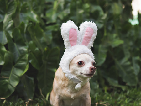 Portrait of Brown short hair Chihuahua dog dressed up with easter bunny costume headband sitting on  green grass in the garden.の写真素材