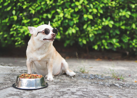 Portrait  of cute brown chihuahua dog wearing sunglasses sitting on  cement floor with dog food bowl in the garden.の写真素材