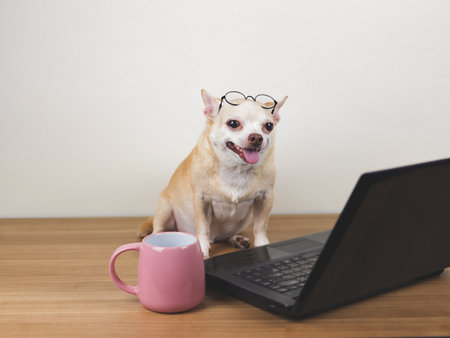 Portrait of Brown short hair chihuahua dog wearing eyeglasses on his head, siiting with computer laptop and pink cup of coffee, smiling.の写真素材